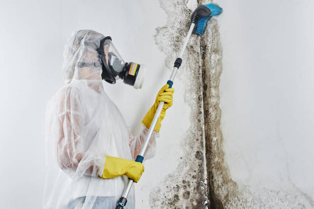 Best Mold Testing  in Santa Clara, CA