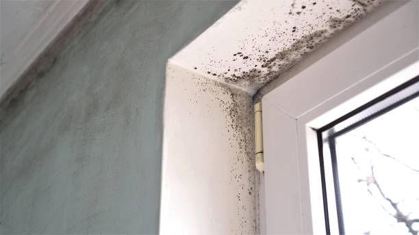 Best Office Mold Removal Services  in Santa Clara, CA