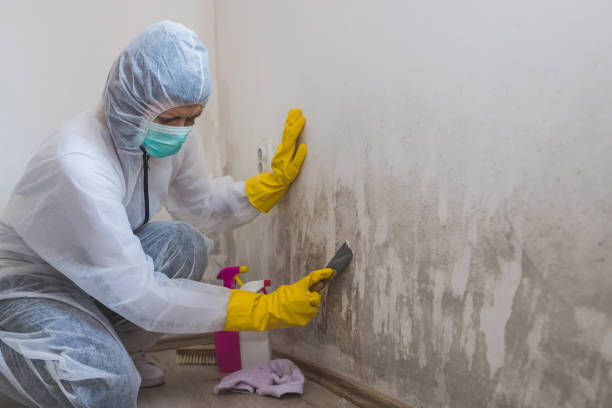 Santa Clara, CA Mold Removal Company