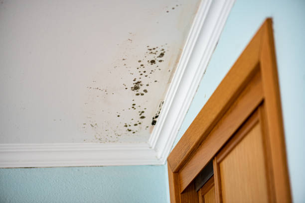Best Crawl Space Mold Removal  in Santa Clara, CA