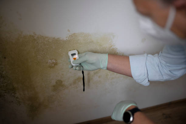 Best Home Mold Removal  in Santa Clara, CA