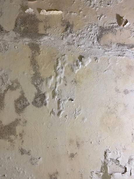 Best Certified Mold Removal  in Santa Clara, CA