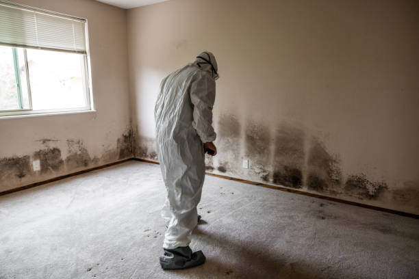 Best Mold Damage Repair  in Santa Clara, CA