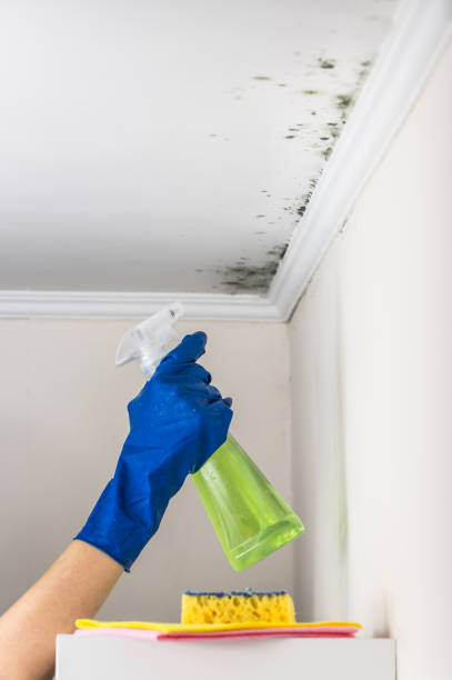Best Fast Mold Removal  in Santa Clara, CA